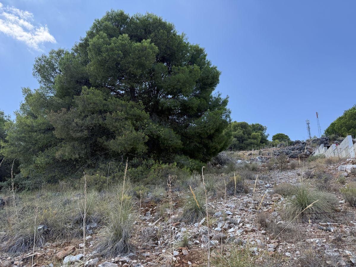 Parcela en Venta en Calle Cañete La Real - 5