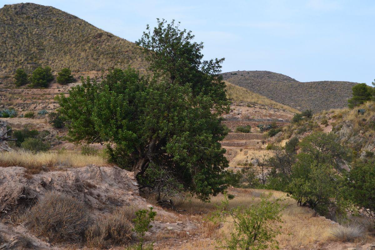 Parcela Comercial en Venta en Lugar los Estrechos - 9