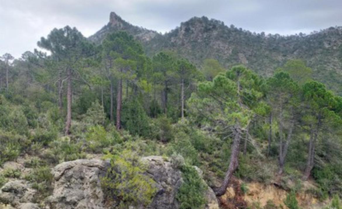 Venta- Coto De Caza Menor, Alicante  - 5