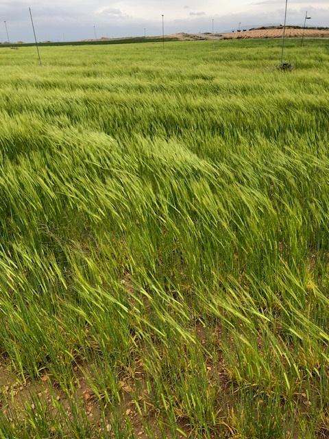 Finca Agrícola Y Ganadera en venta - Murcia - 12