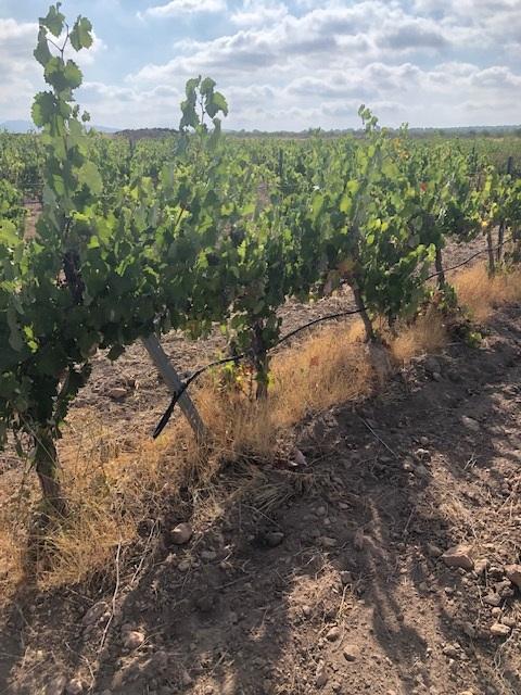 Finca Agrícola Y Ganadera en venta - Murcia - 15