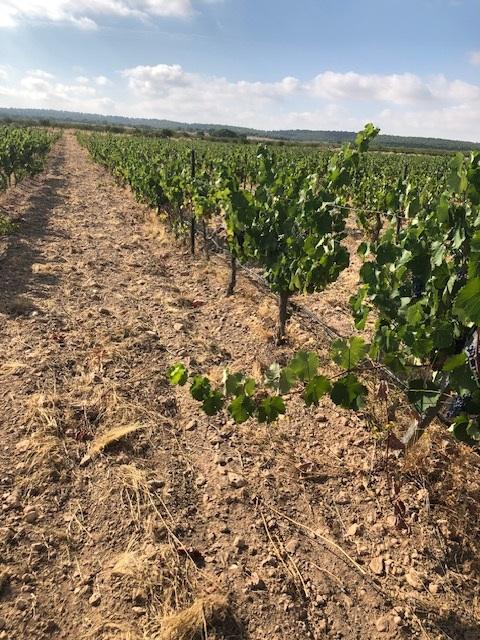 Finca Agrícola Y Ganadera en venta - Murcia - 17