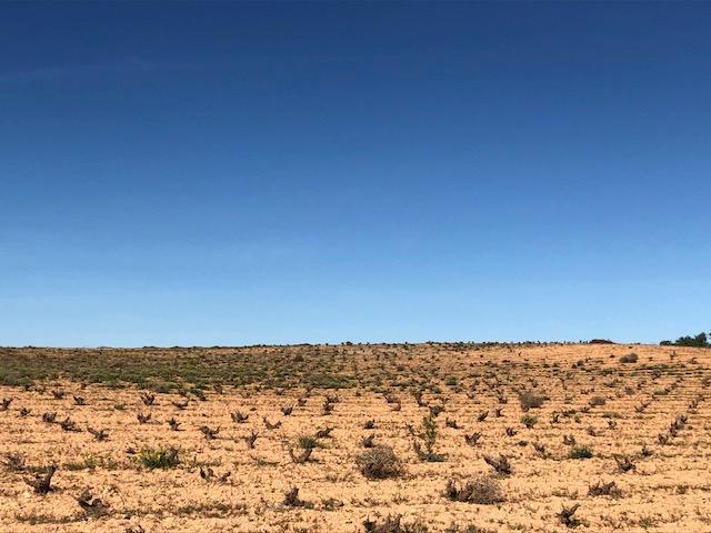 Finca Agrícola Y Ganadera en venta - Murcia - 14