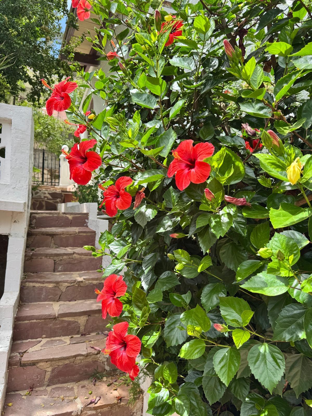 Villa con dos departamentos en Venta - Gandía - 29