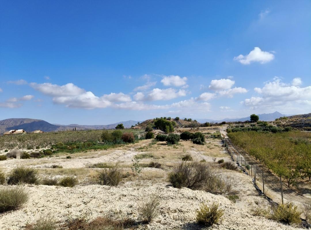 Terreno en Venta - Murcia - 3