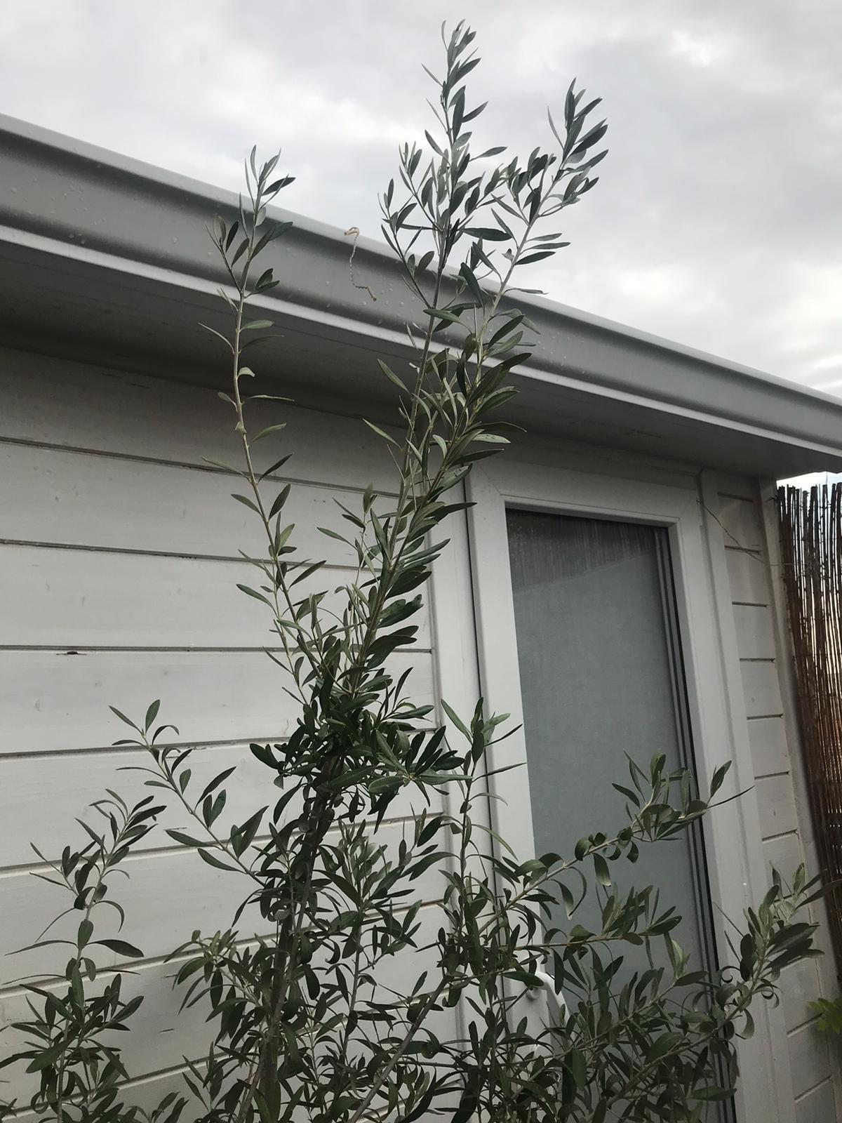 Ático en Alquiler en C. Manuel Álvarez - 4