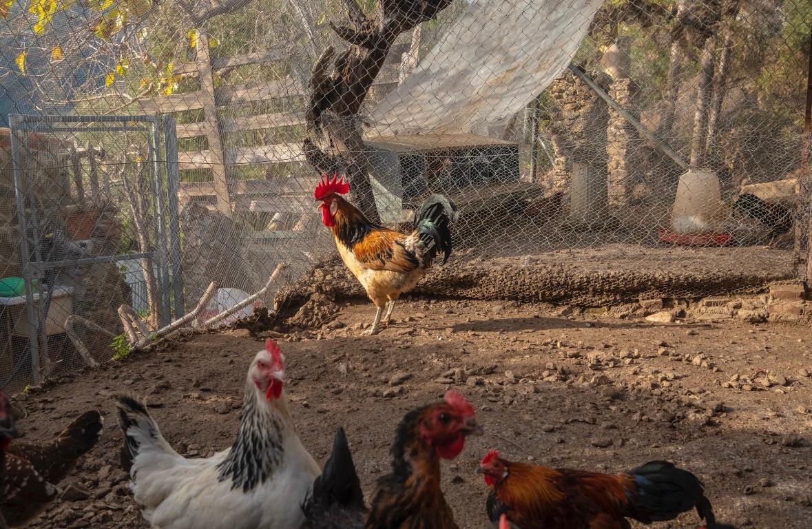 Villa en Venta en - Sayalonga - 58