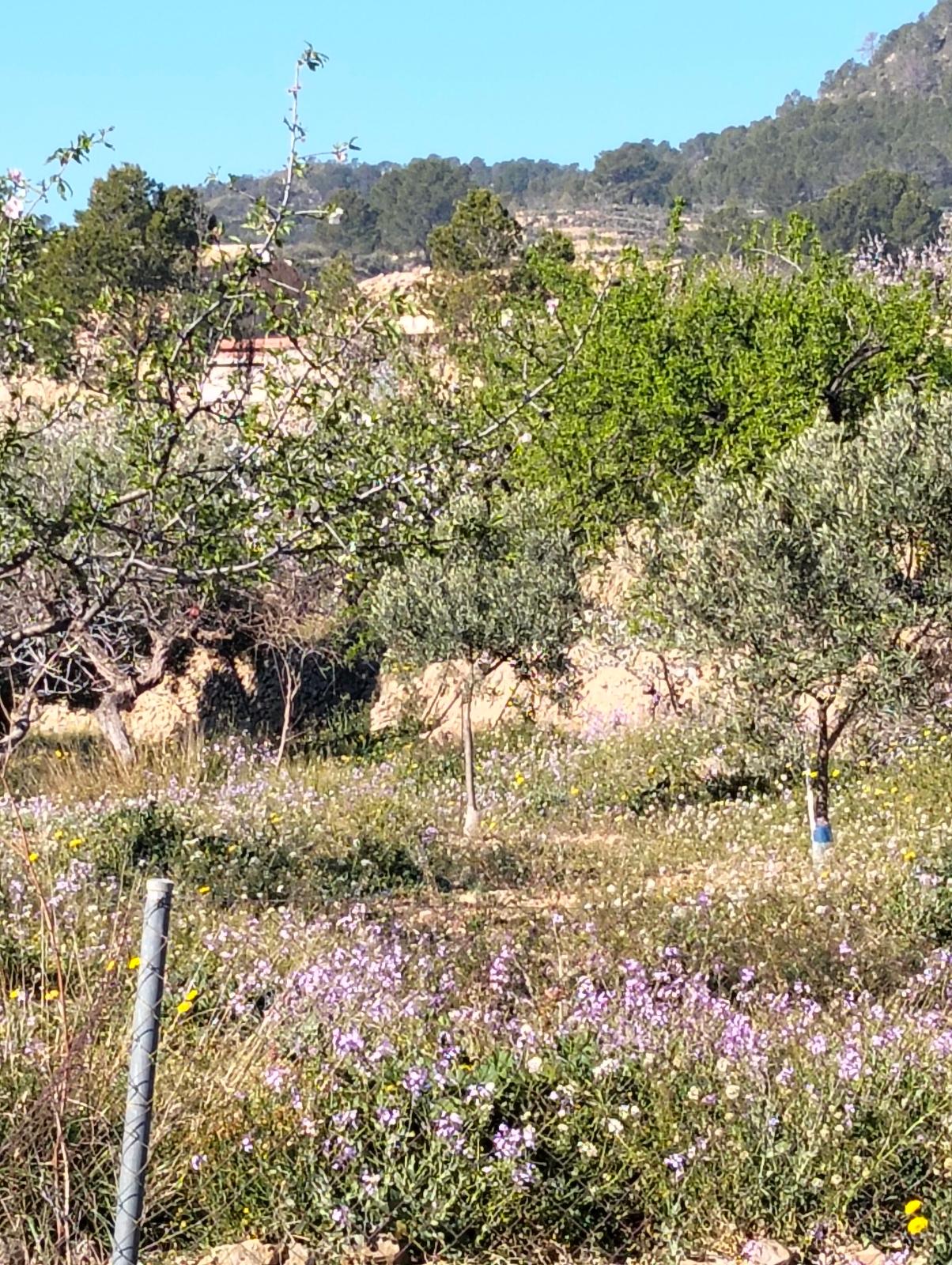 Terreno No Urbanizable en Venta en C. la Victoria - 6