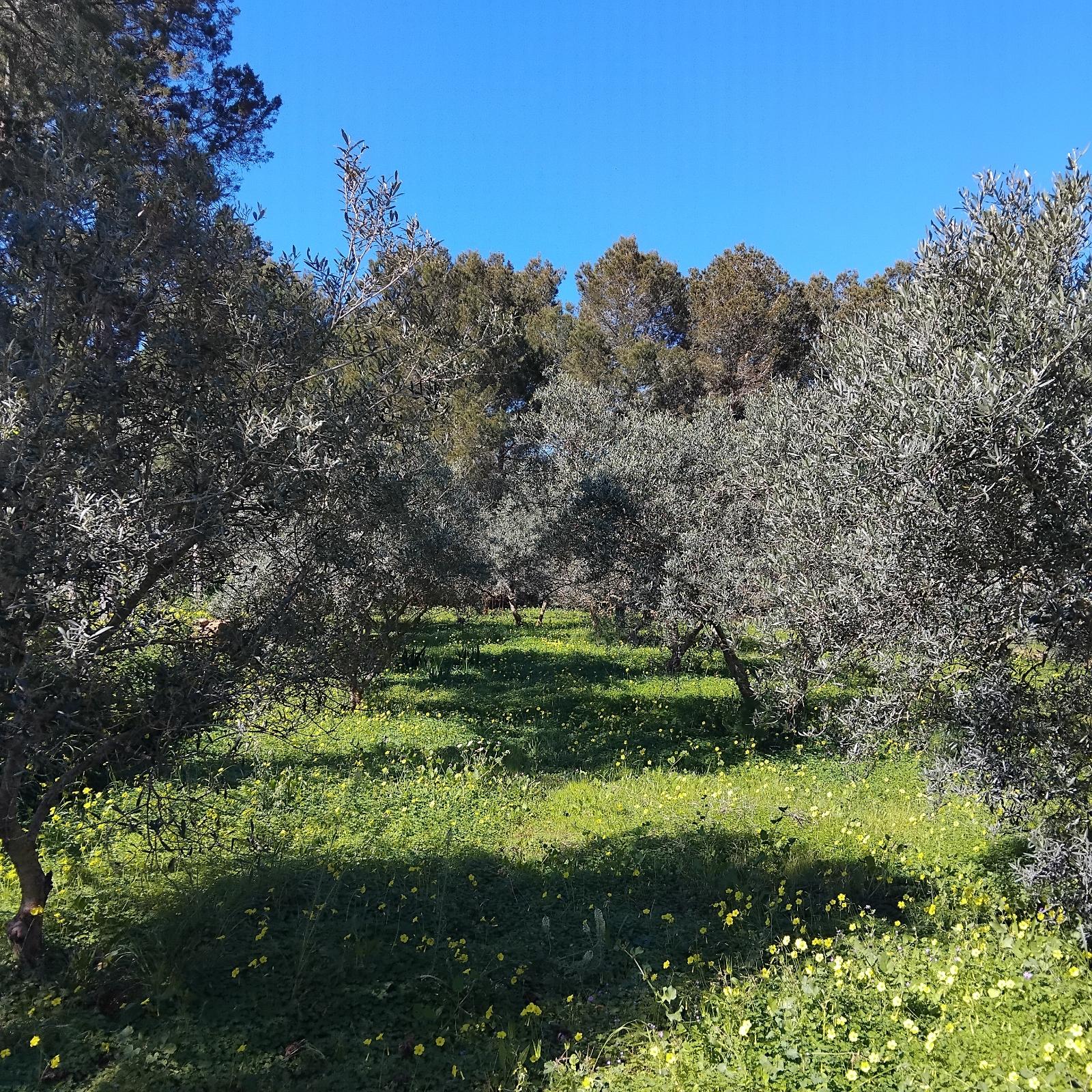 TERRENO RÚSTICO CON VIVIENDA SIN FINALIZAR - SANT JOSEP DE SA TALAIA (ILLES BALEARS) - 10