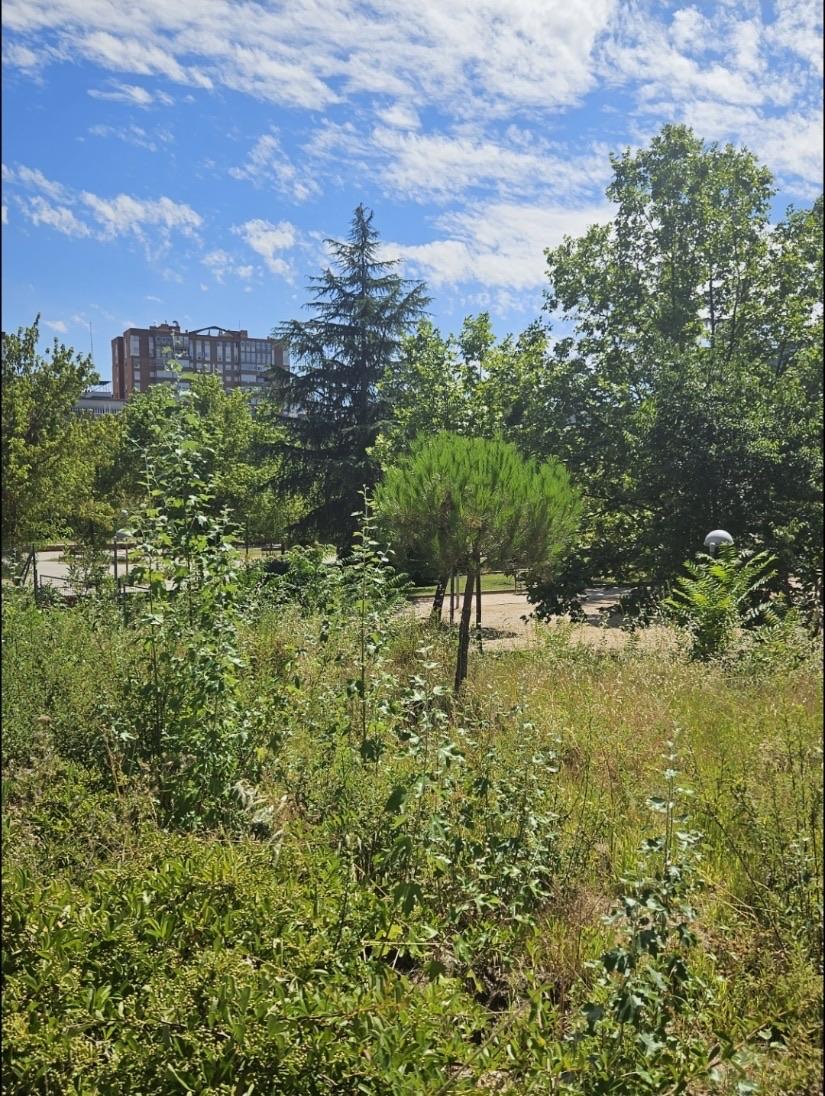 Local en Alquiler en C. de Cali - 20