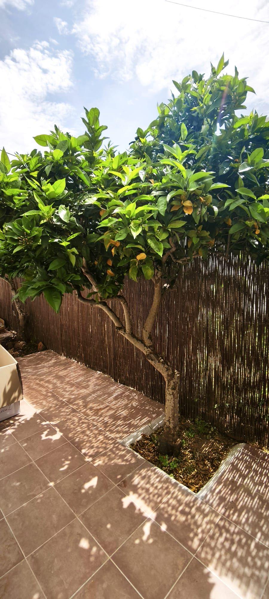 Adosado en Alquiler en Carrer de Cas Mut - 21