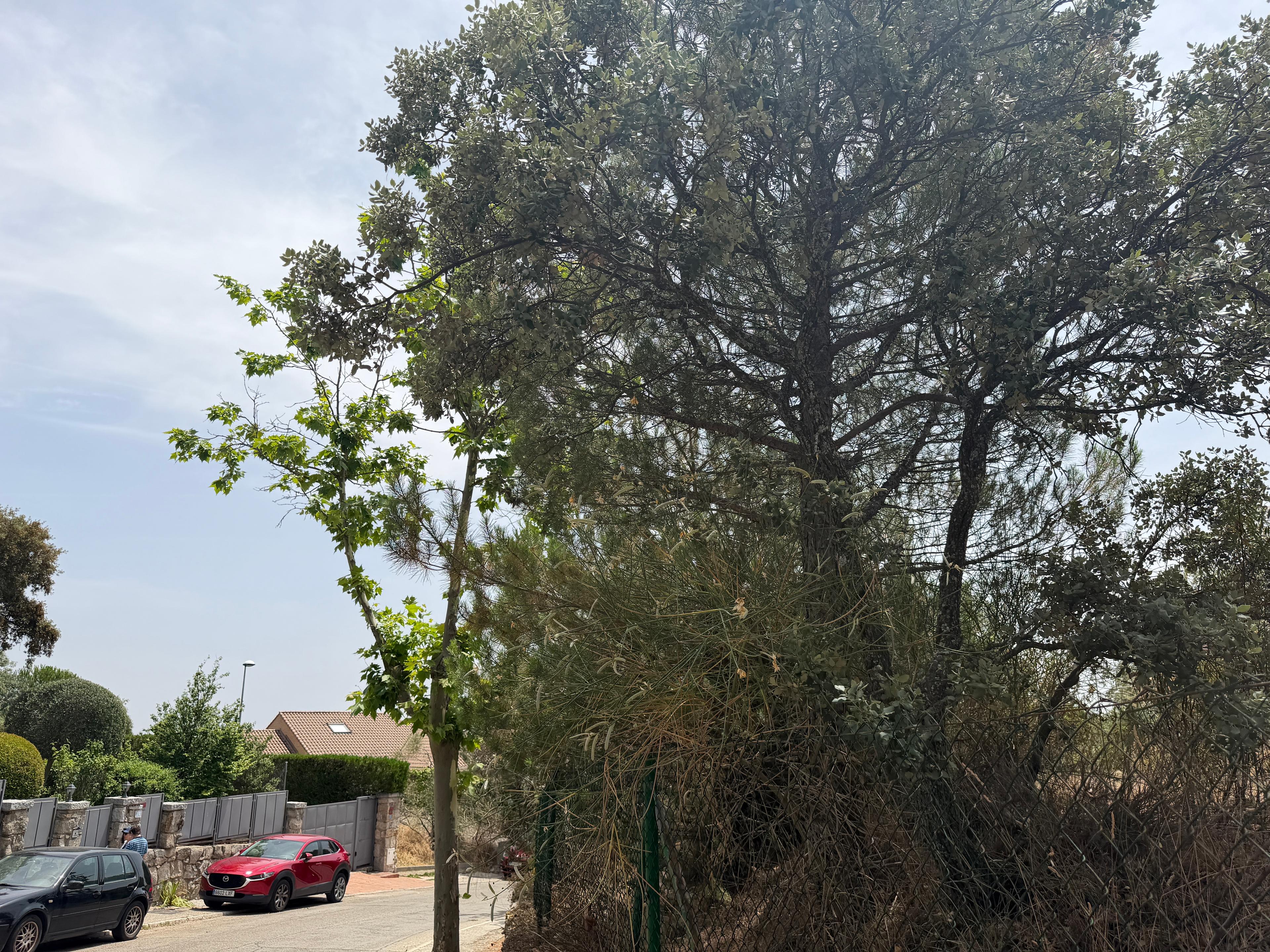 Residential_Plot en Venta en Calle Abeto - 10
