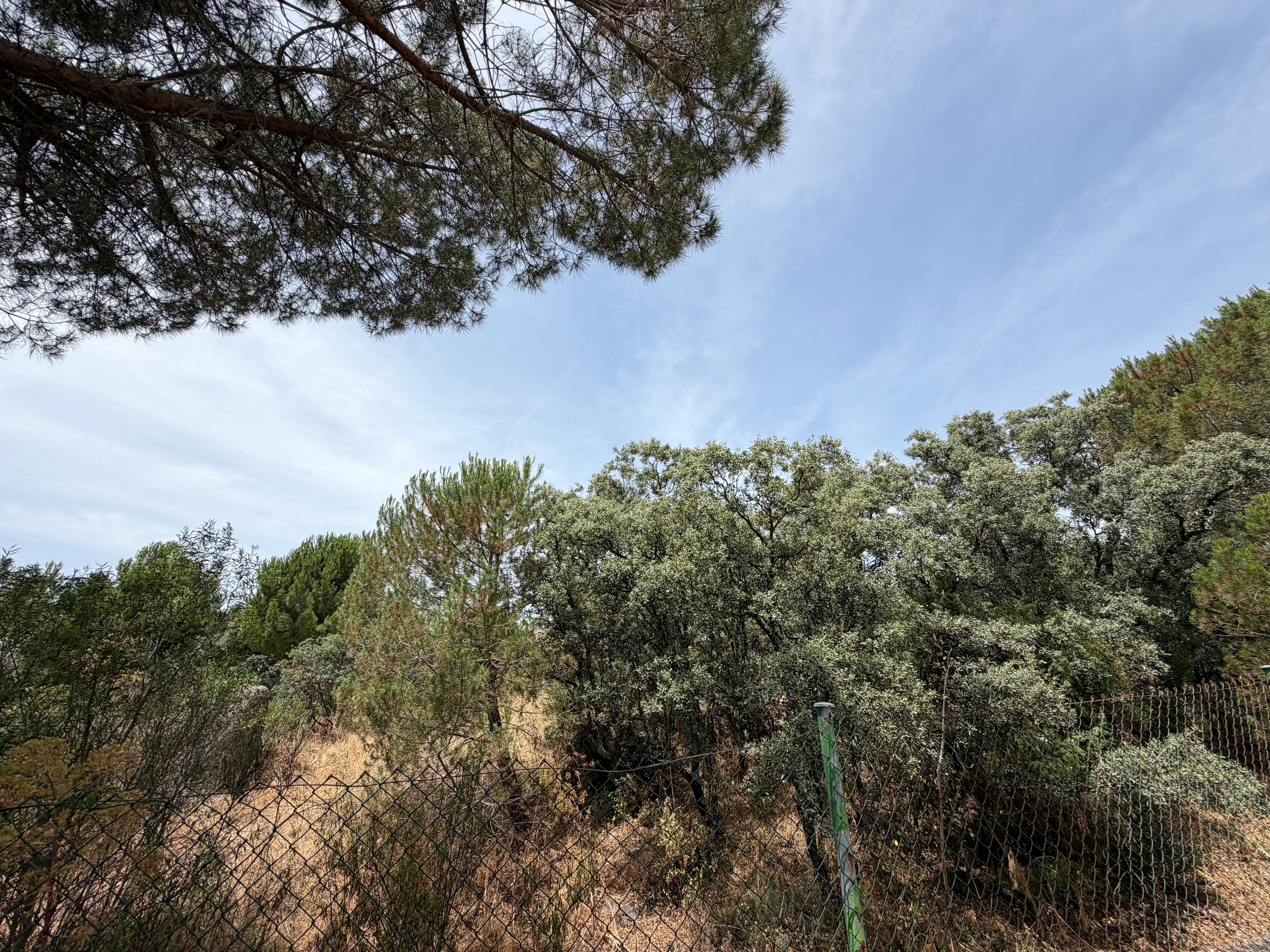 Residential_Plot en Venta en Calle Abeto - 5