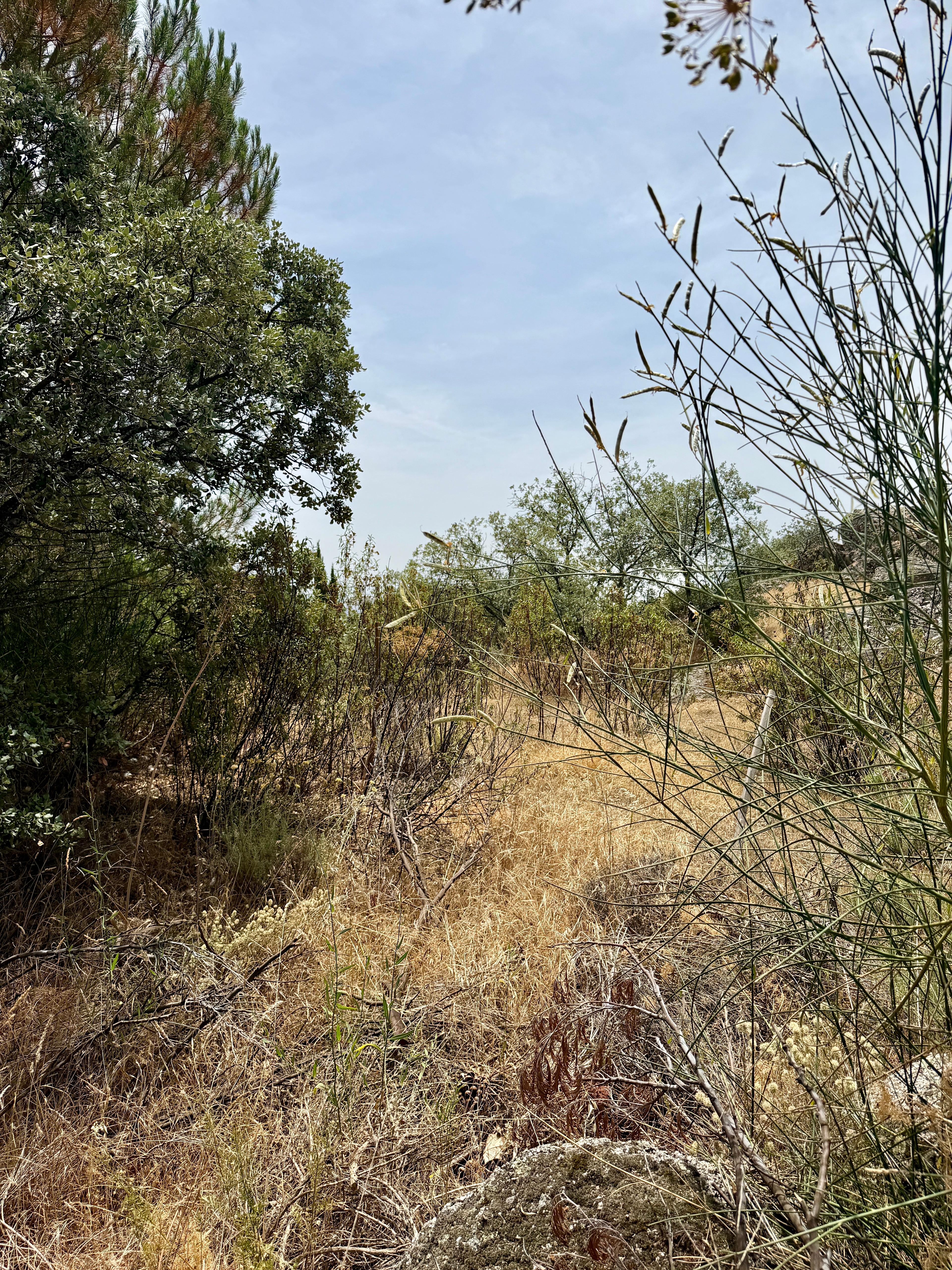 Residential_Plot en Venta en Calle Abeto - 11