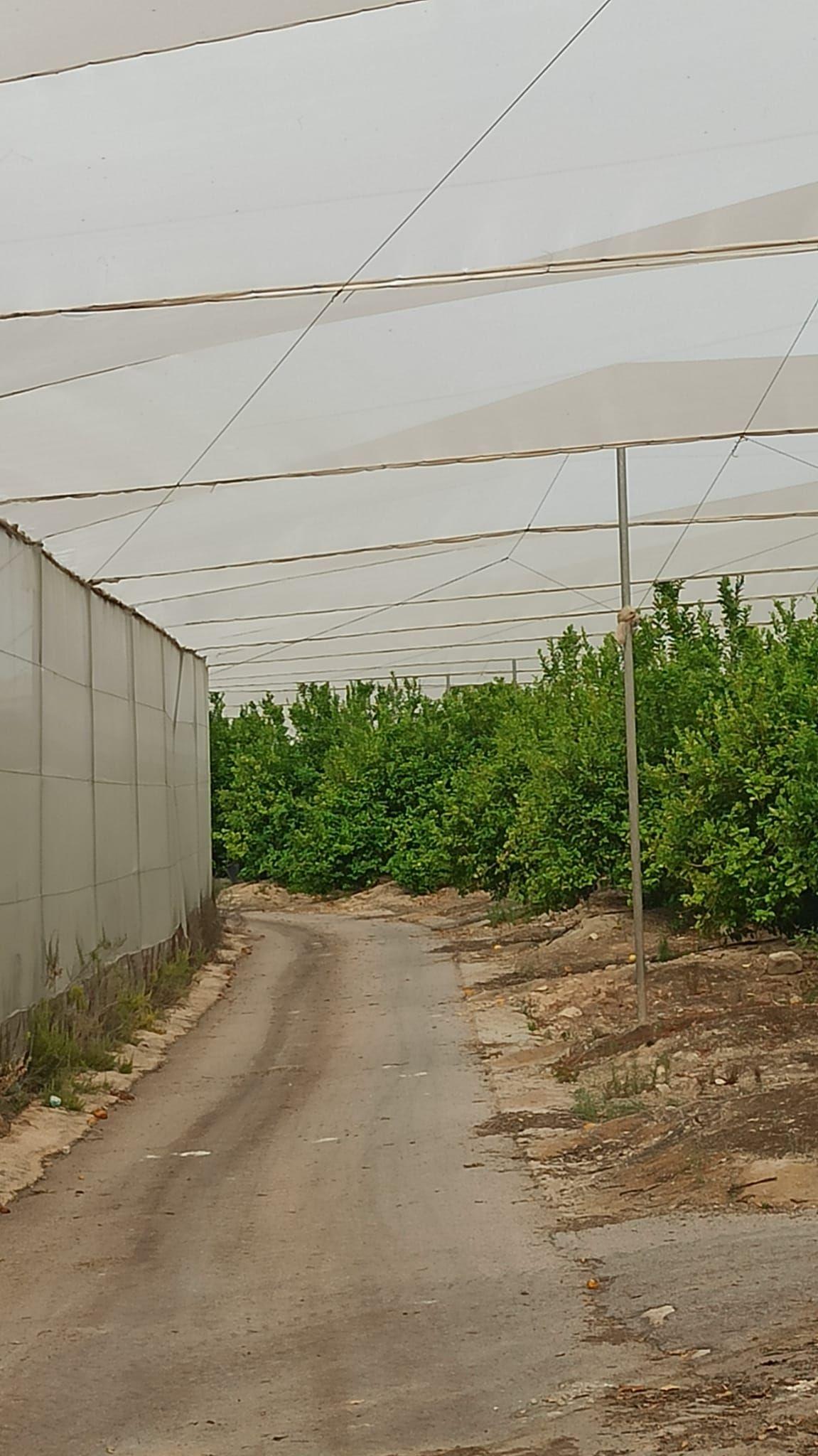 FINCA | 460 HECTÁREAS PRIVADAS CON VILLA, CAMPO DE GOLF Y EXPLOTACION AGRICOLA - 24